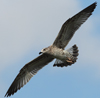 Larus armenicus
